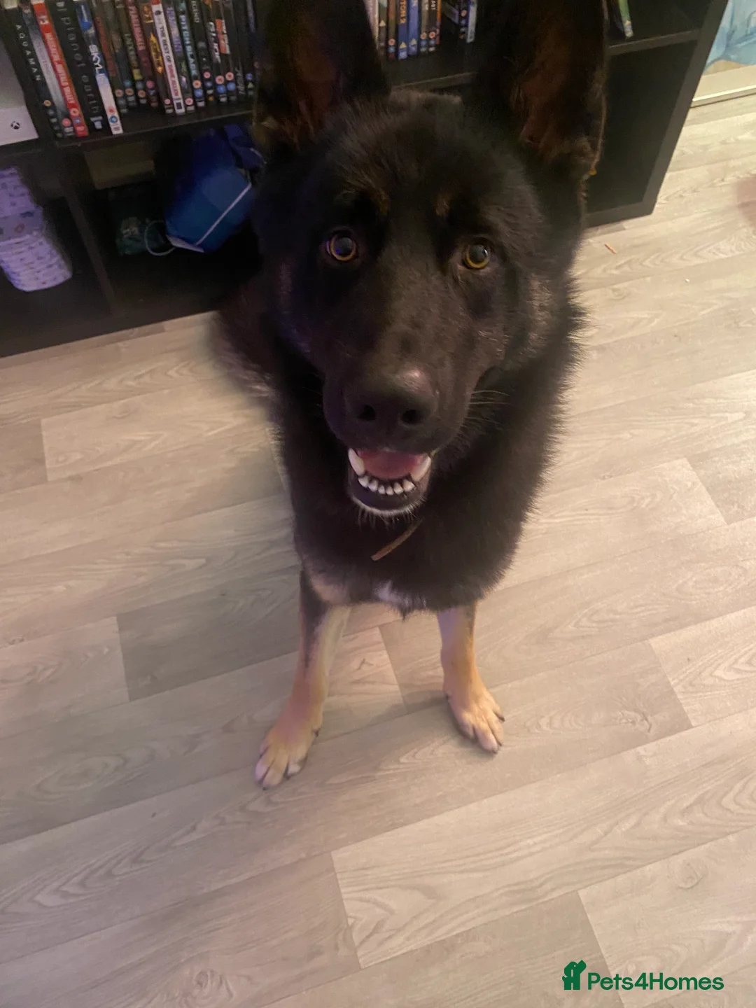 Shepsky dogs for sale: Shepsky apollo - Advert 2