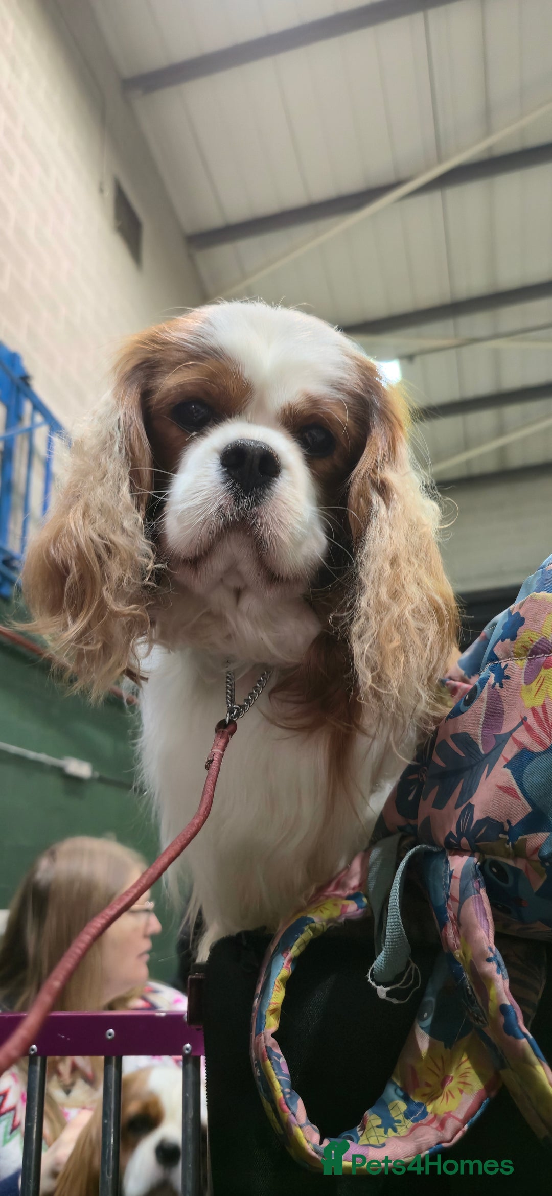 Cavalier King Charles Spaniel dogs for stud: Health Tested Stud Dog in Chesterfield - Advert 4