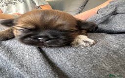 Shih Tzu dogs for sale: Beautiful Shih Tzu Pups - Image 3