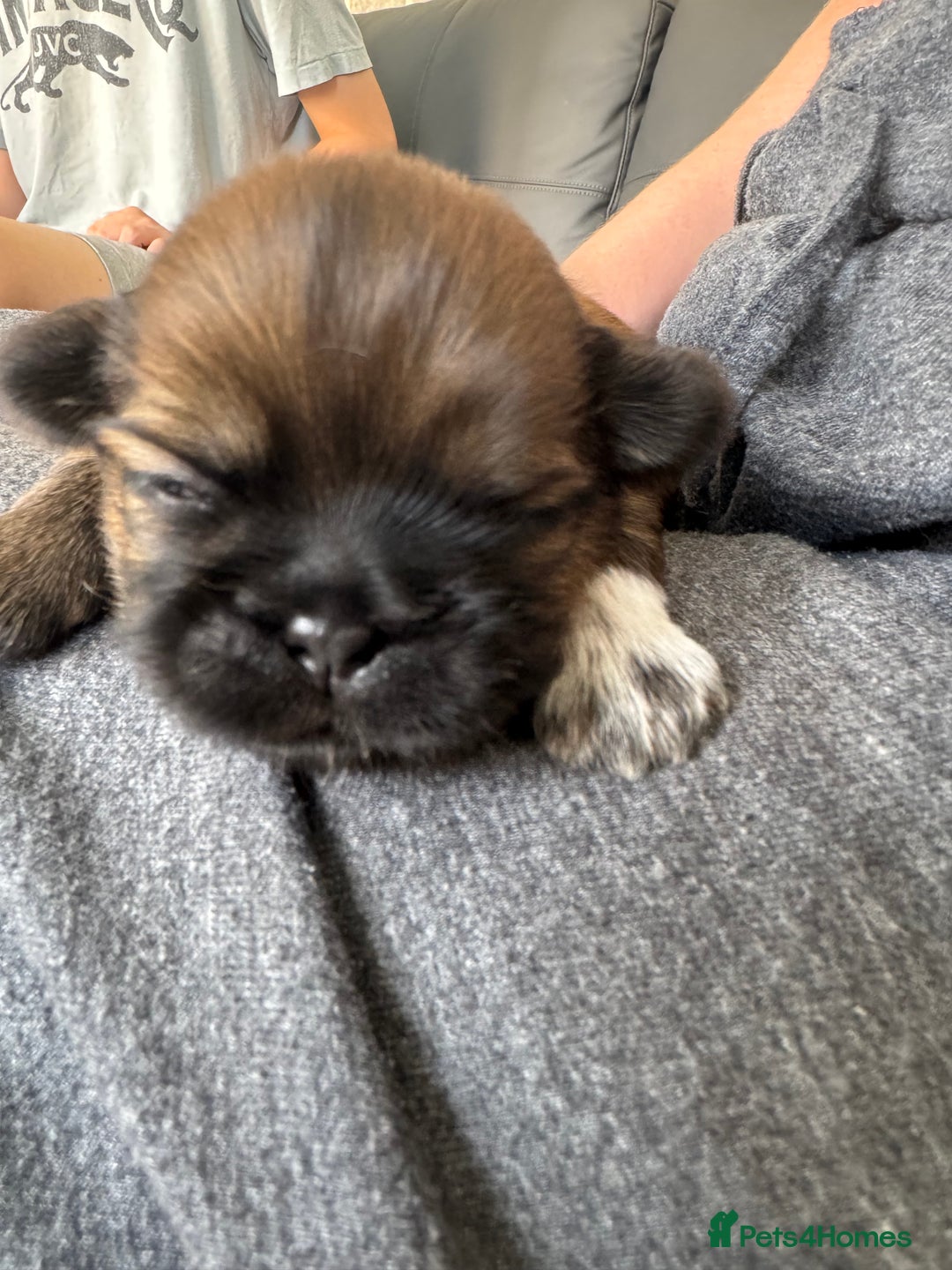 Shih Tzu dogs for sale: Beautiful Shih Tzu Pups - Image 3