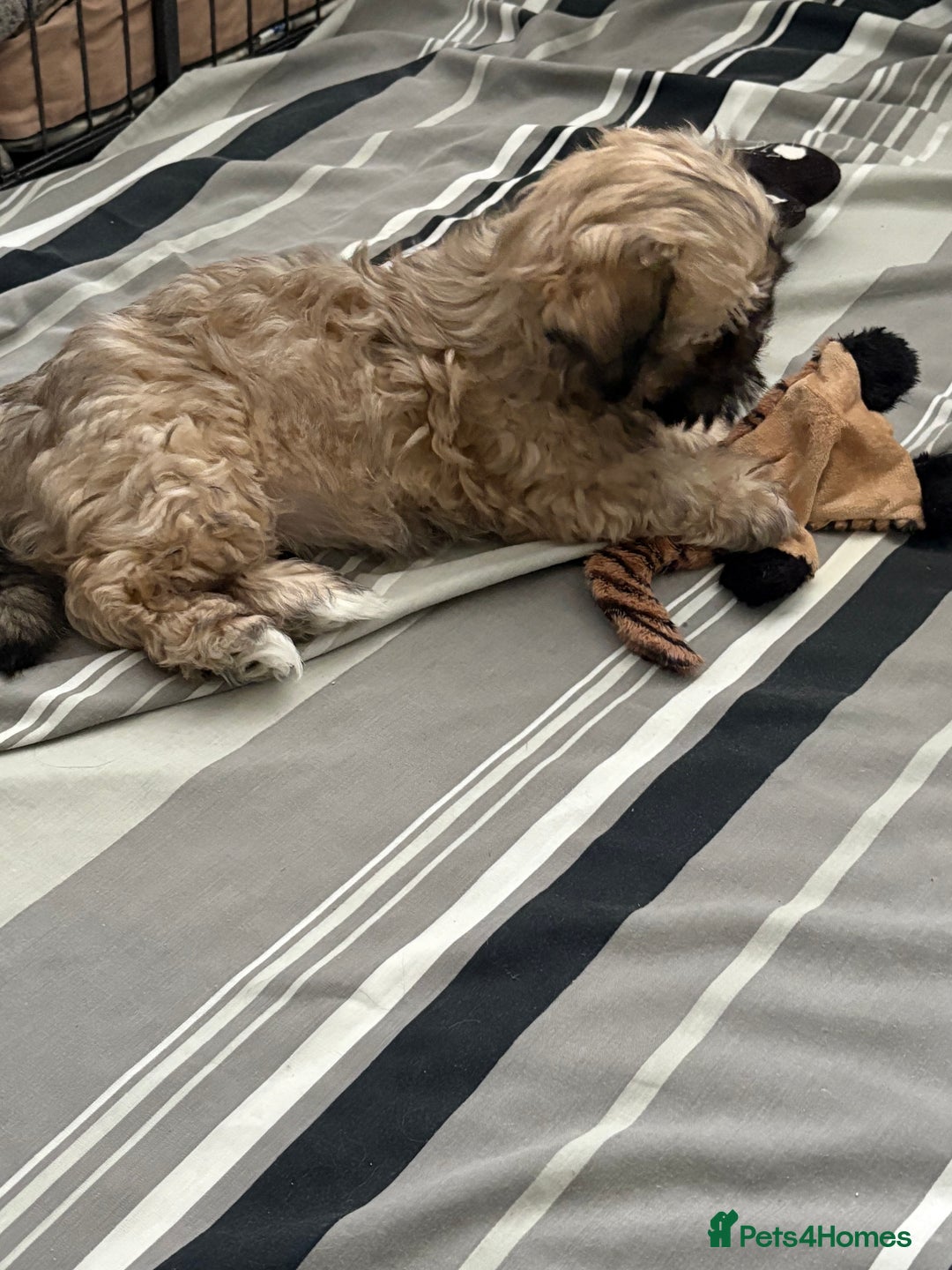 Shih Tzu dogs for sale: ShihTzu Puppy - Advert 4