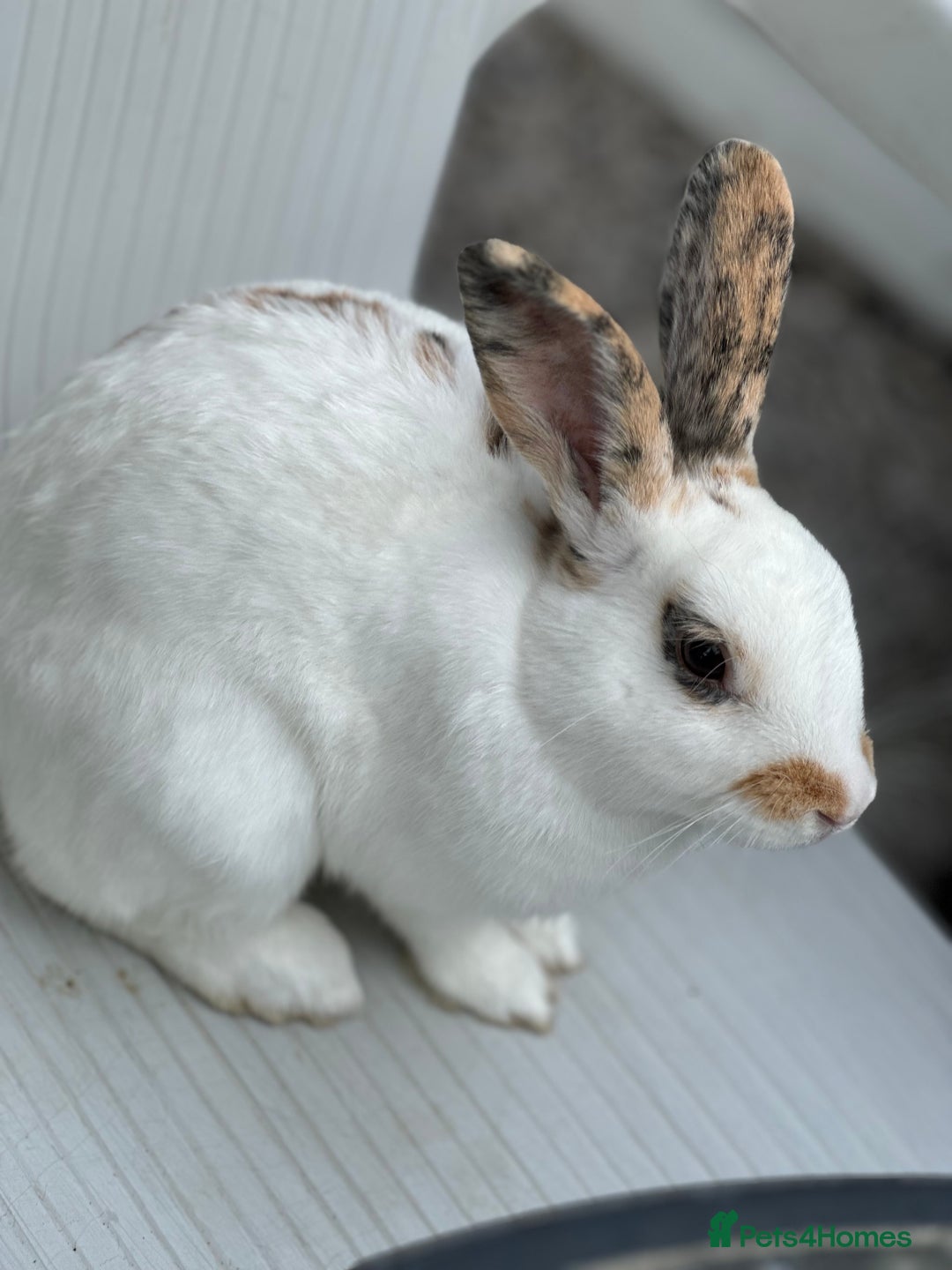 English Spot rabbits for sale: FREE to a good home - Image 2