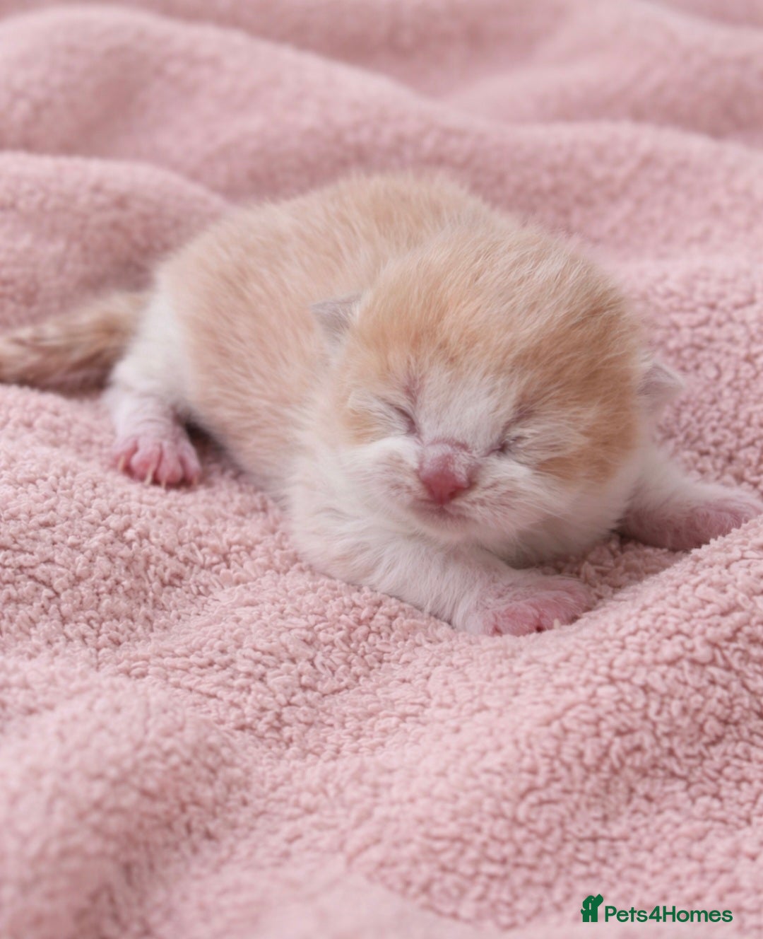 British Shorthair cats 🌟Exceptional quality British shorthair kittens🌟  - Advert 2