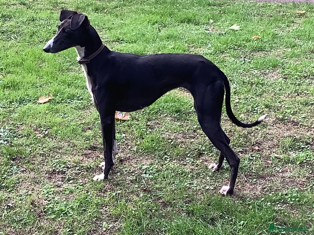 Lurcher dogs for sale: Lurcher pups from working parents - Advert 2