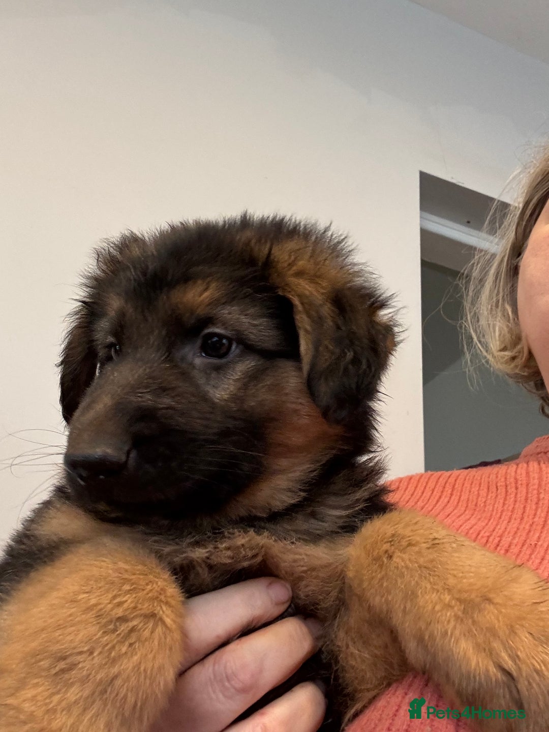 German Shepherd dogs for sale: German Shepherd Puppies for Sale - Advert 5