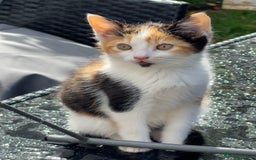 British Longhair cats for sale: 5 ADORABLE FLUFFY BRITISH LONG HAIR KITTENS - Image 4