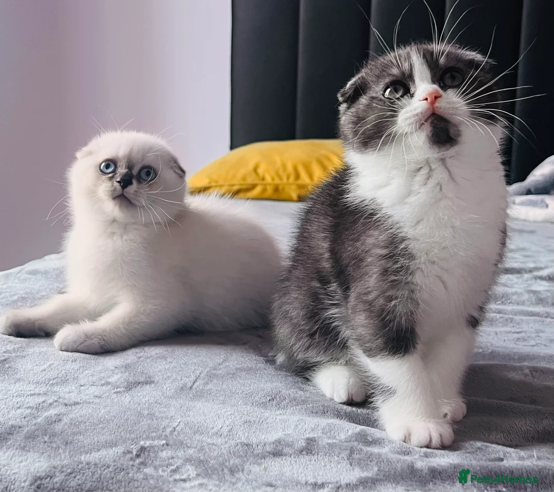 Scottish Fold cats for sale: Pedigree Scottish fold - Advert 5