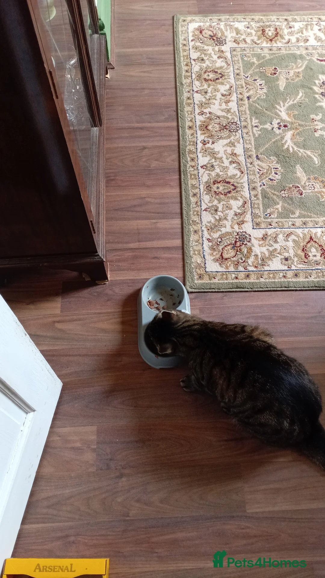 Mixed Breed cats for sale: Two lovely female cats looking for a family - Advert 3