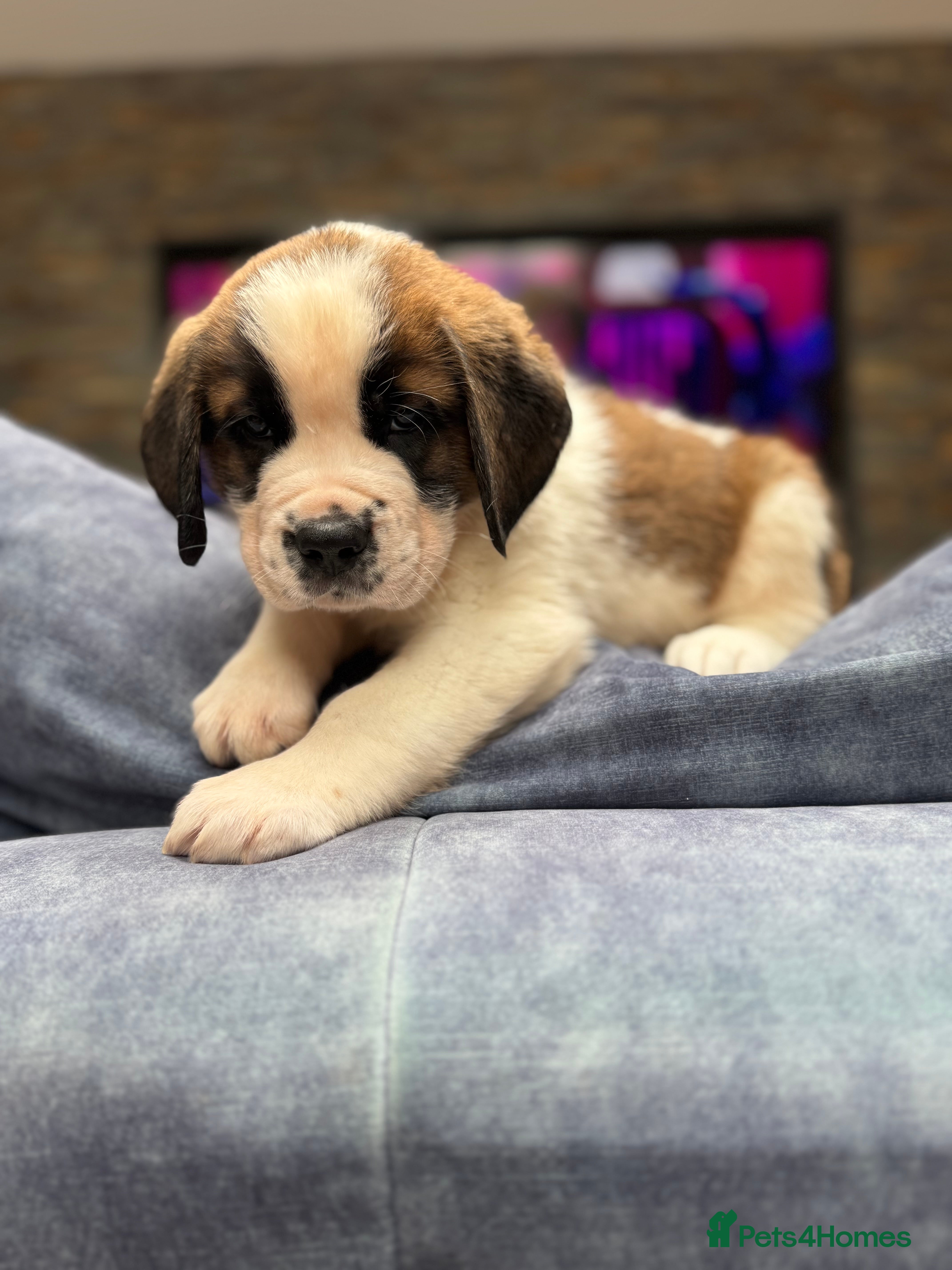 Saint Bernard dogs Gorgeous Saint Bernard KC Reg Pups - Advert 2