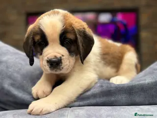 Saint Bernard dogs Gorgeous Saint Bernard KC Reg Pups - Advert 2