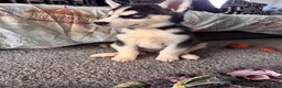 Siberian Husky dogs for sale: Siberian husky boys  - Advert 19