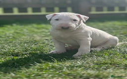 English Bull Terrier dogs for sale: 1 male and 2 female looking for new home - Image 5