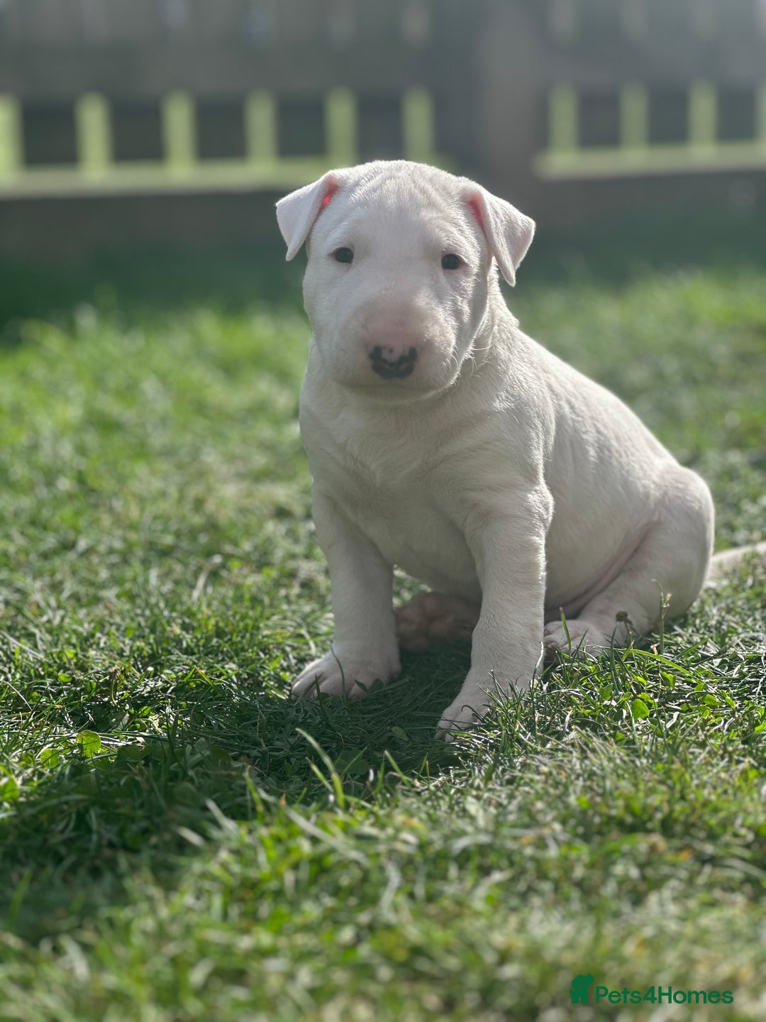 English Bull Terrier dogs for sale: 1 male and 2 female looking for new home - Image 5