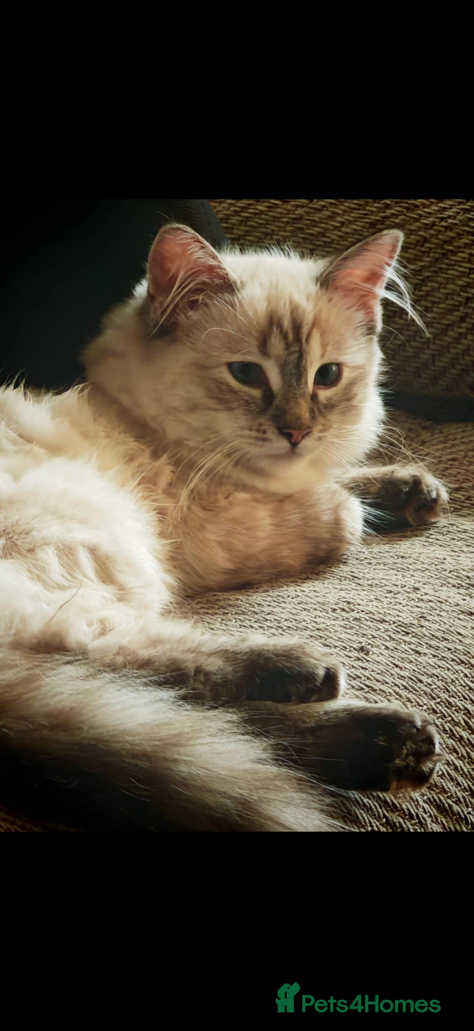 Mixed Breed cats 4 Beautiful Ragdoll x British Shorthair Kittens - Advert 5