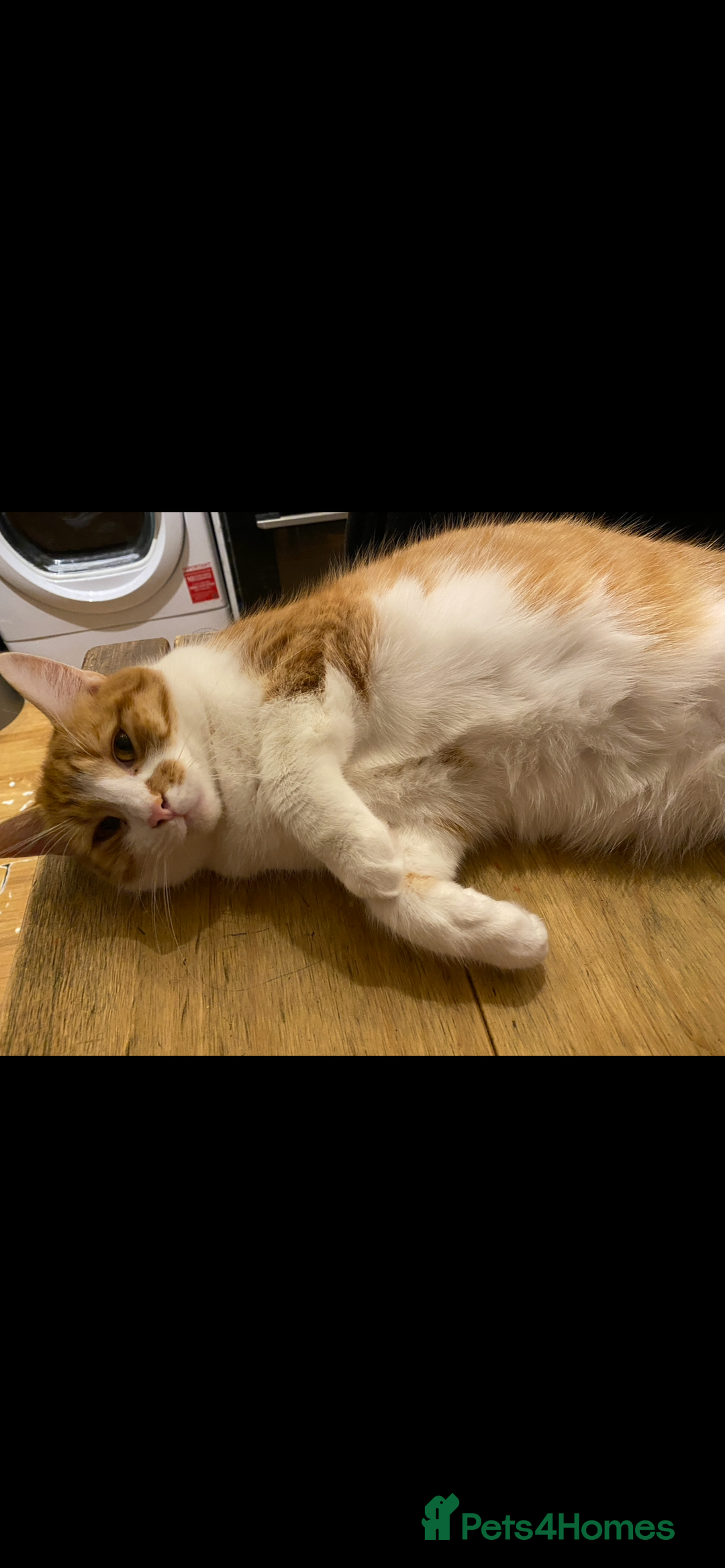 Mixed Breed cats for sale: Stumpy  - Advert 10