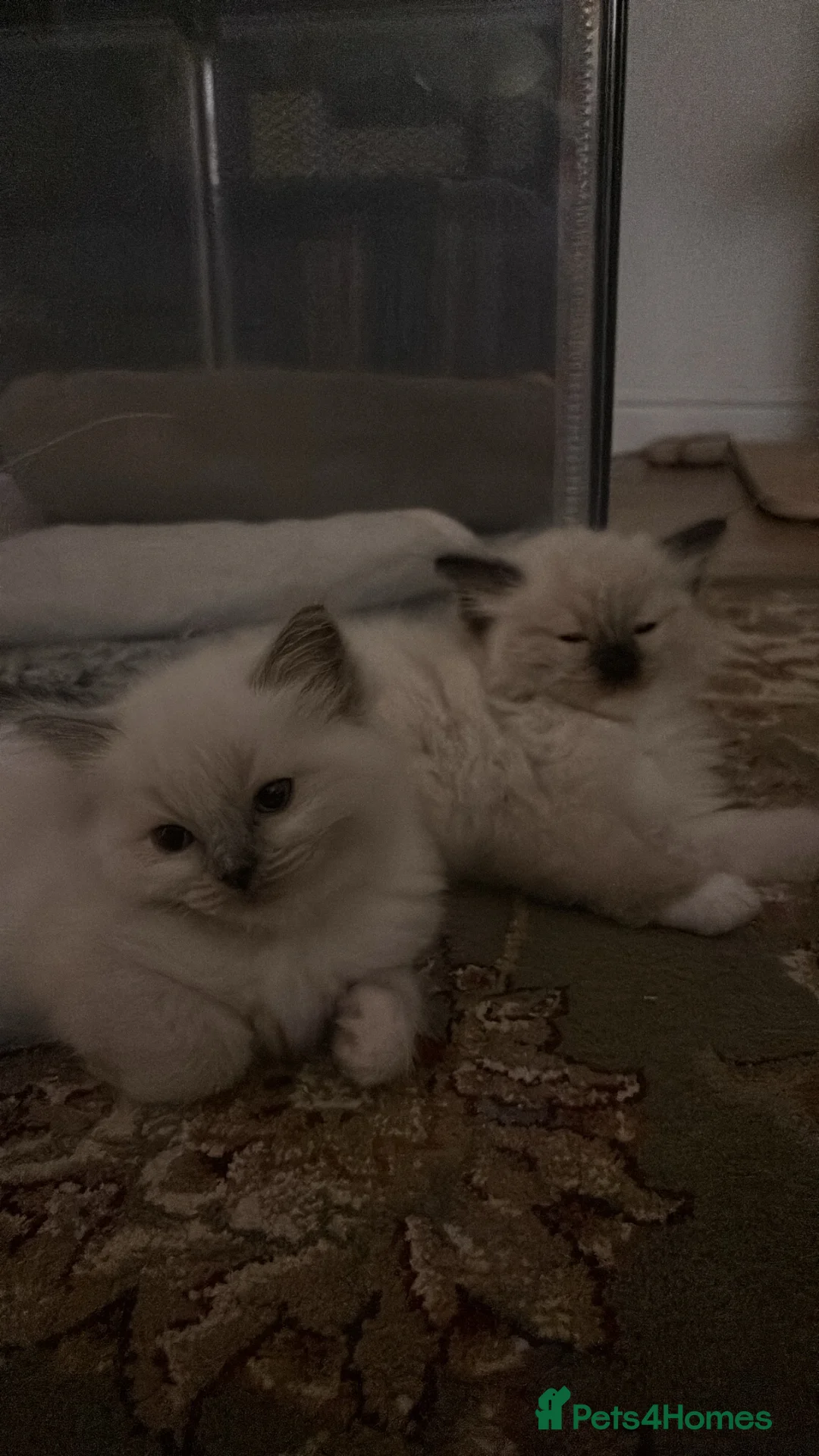 Ragdoll cats for sale: Gorgeous ragdolls ready to find their forever home - Advert 20