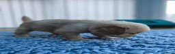Golden Retriever dogs for sale: KC REGISTERED ®️ 5 STAR ⭐️ GOLDEN RETRIEVER 🐶  - Advert 14