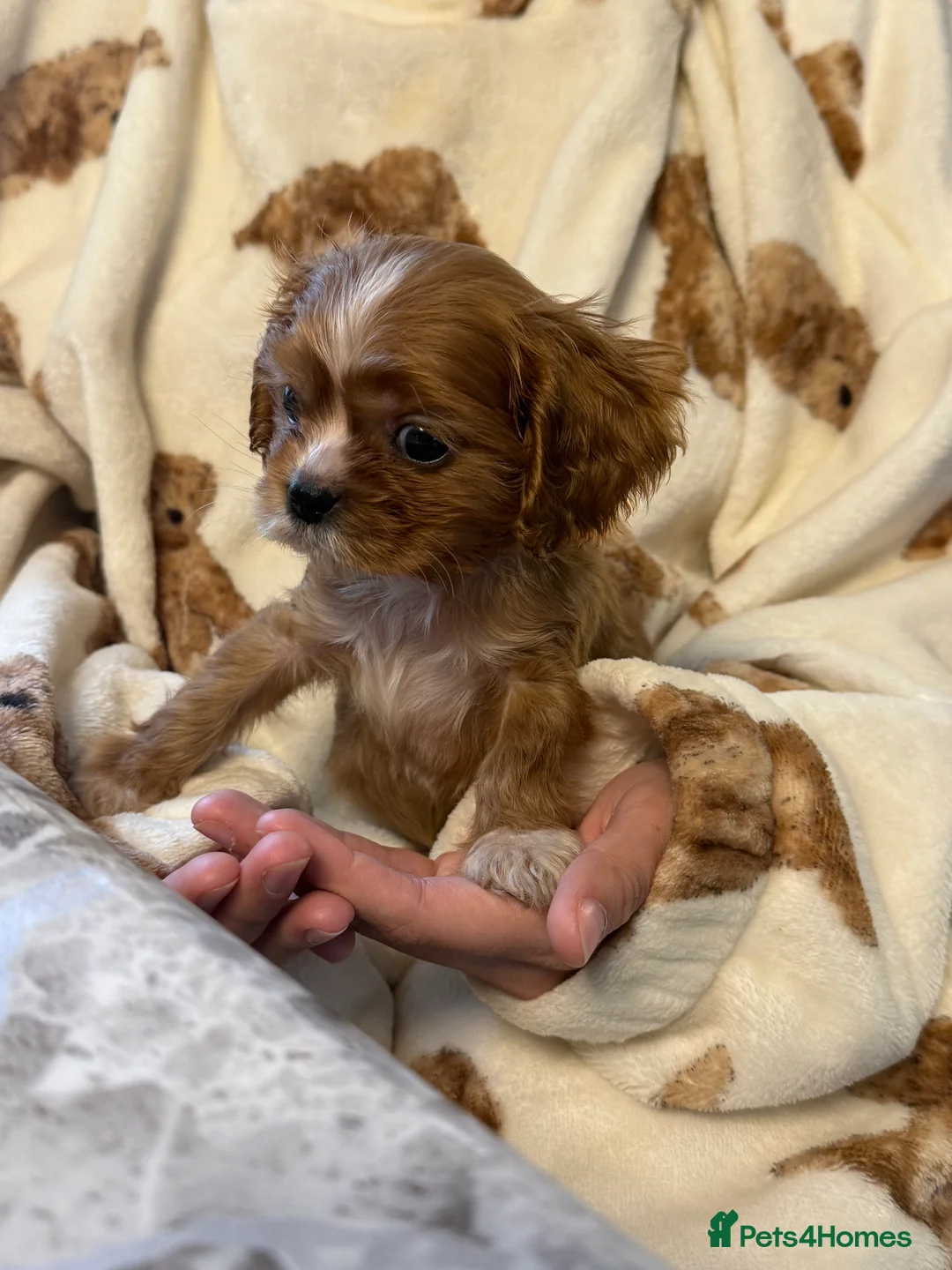 Cavalier King Charles Spaniel dogs for sale: Cavalier X American Cocker Pups 🐶  - Advert 4