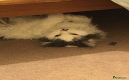Mixed Breed cats for sale: Ragdoll Cross Kittens - Image 3