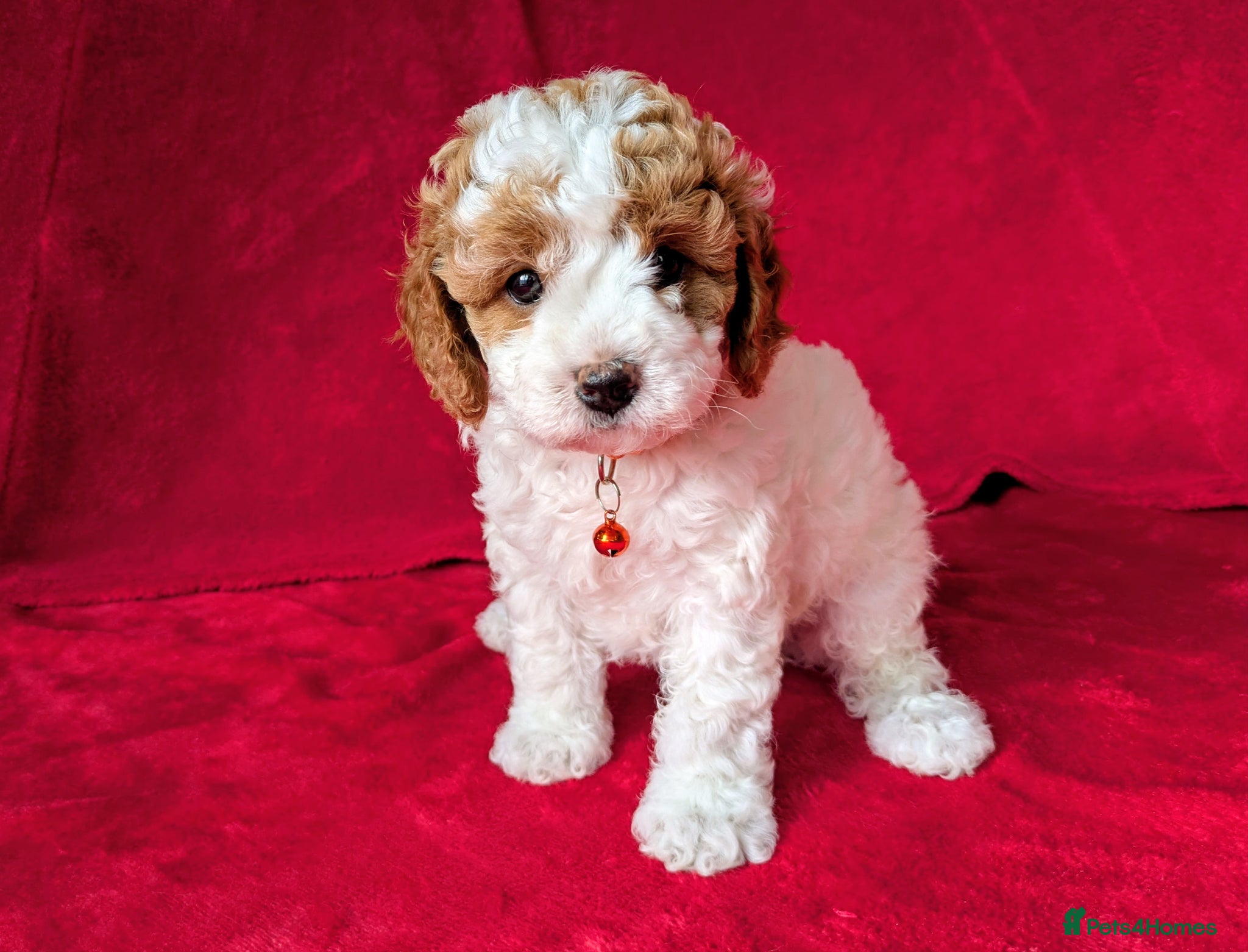 Cavapoo dogs Adorable Puppies, price open to negotiation - Advert 1