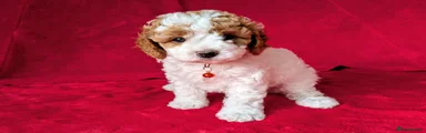 Cavapoo Puppy 4 (Orange collar) : White body with red patches around eyes