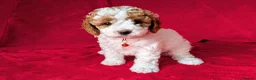 Cavapoo dogs for sale: All puppies reserved. - Advert 36