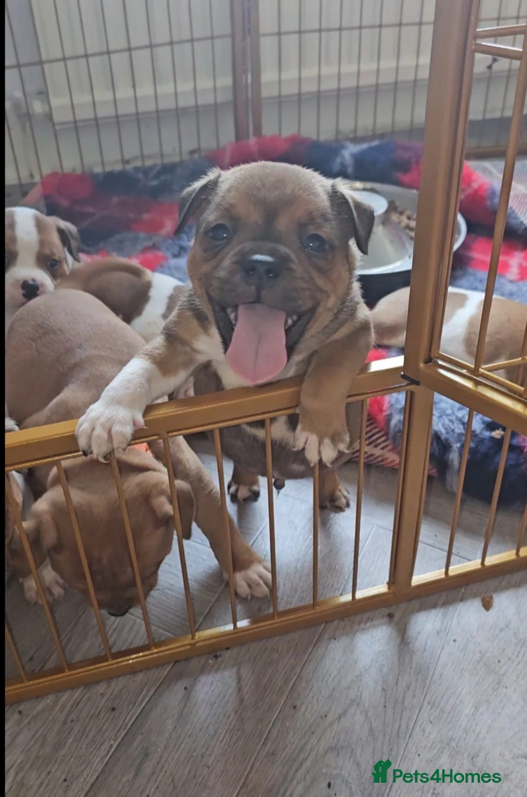 Staffordshire Bull Terrier dogs for stud: 🥨STUD FOR SALE🥨 in Rochdale - Advert 18