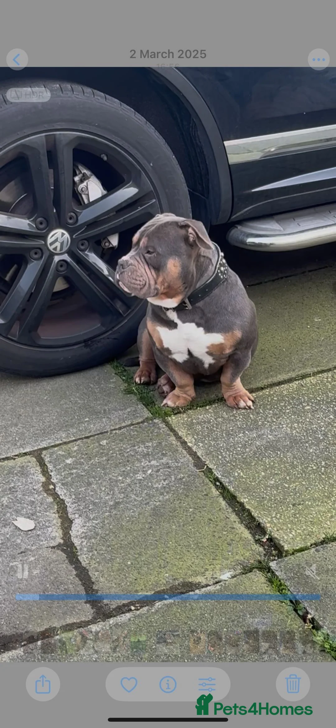 American Bully dogs for sale: American micro bully  in Poole - Advert 4