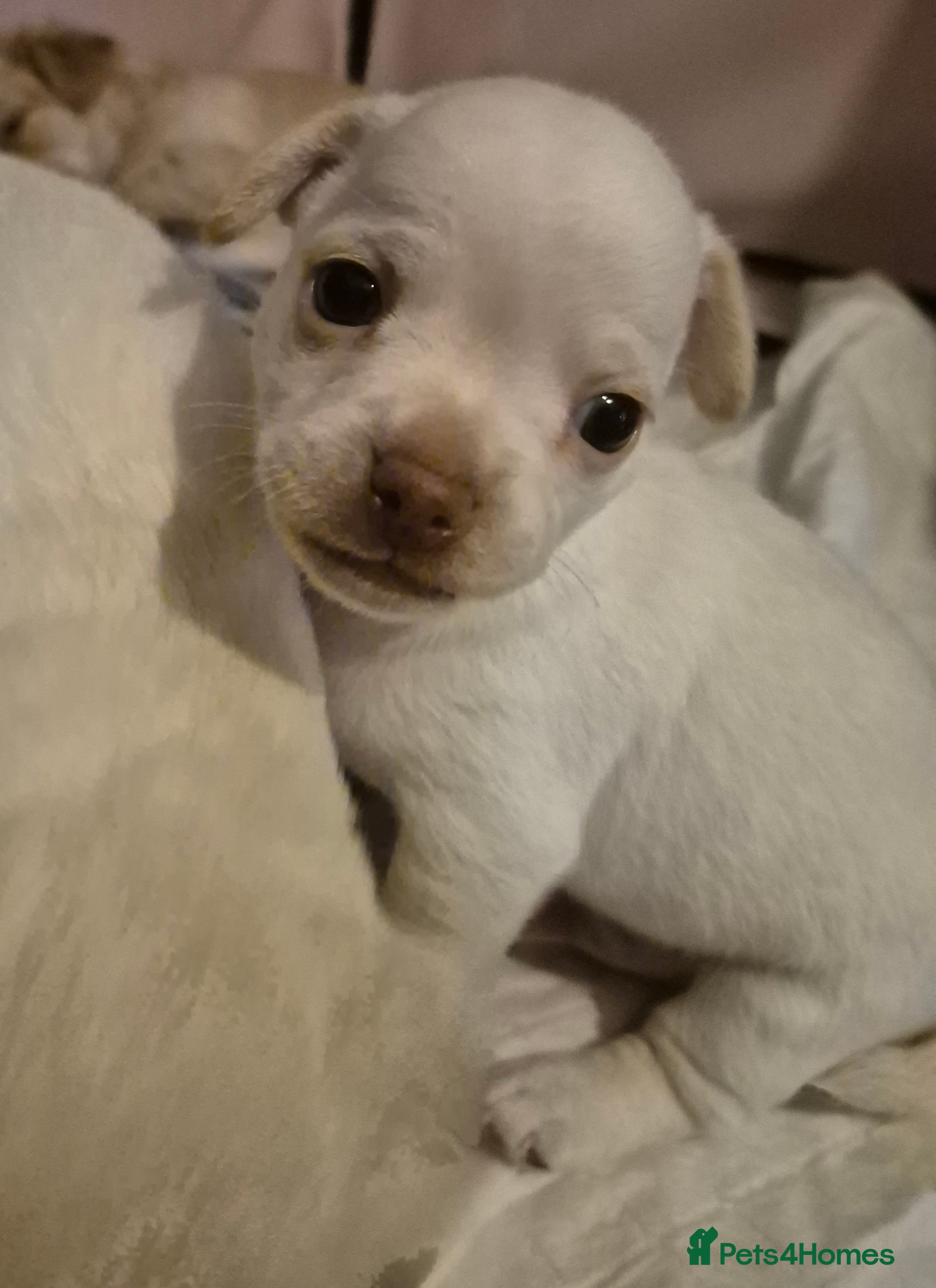 Chiweenie dogs Chihuahua × chiweenie puppy  - Advert 5