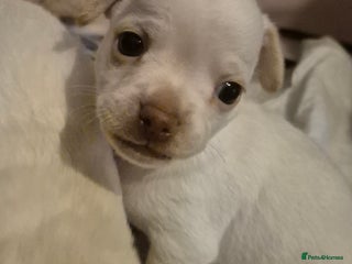 Chiweenie dogs Chihuahua × chiweenie puppy - Advert 5