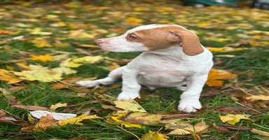 Pointer dogs - Advert 28