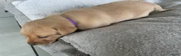 Labrador Retriever dogs for sale: 🦊❤️ GORGEOUS FOX RED LAB PUPPIES 6 GIRLS & 1 BOY! - Advert 9
