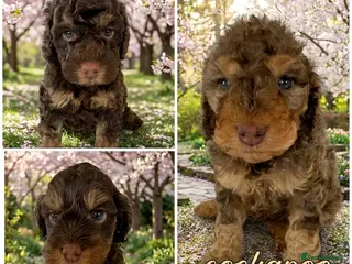 Cockapoo dogs DNA CLEAR, beautiful Cockapoo Pups,Ready 5th June - Advert 11
