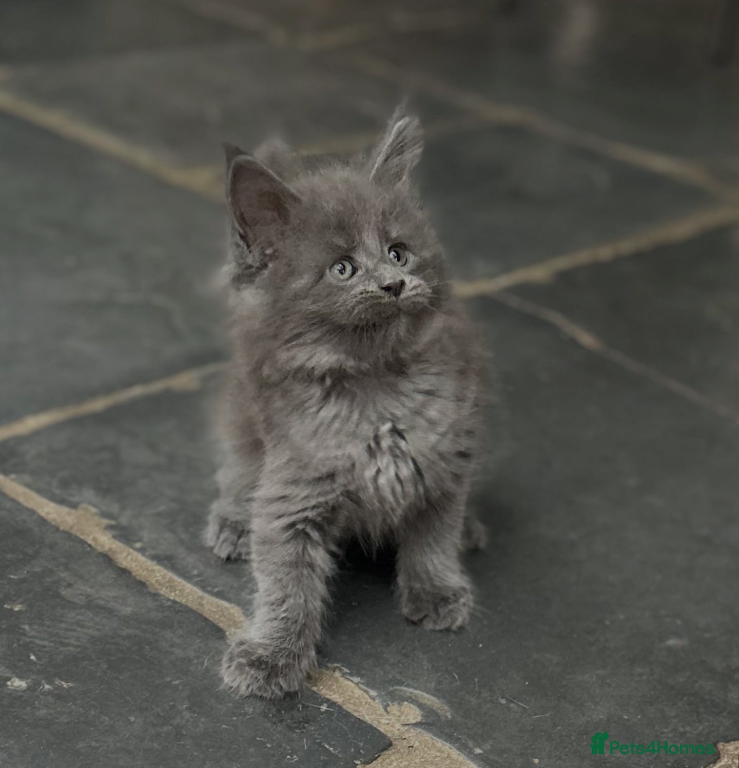 Maine Coon cats Rare Blue Smoke Maine Coon Kittens – Exceptional  - Advert 1
