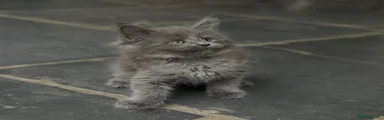 Maine Coon 1