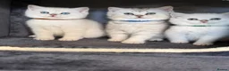 British Shorthair cats for sale: British sh kittens Golden point TICA - Advert 16