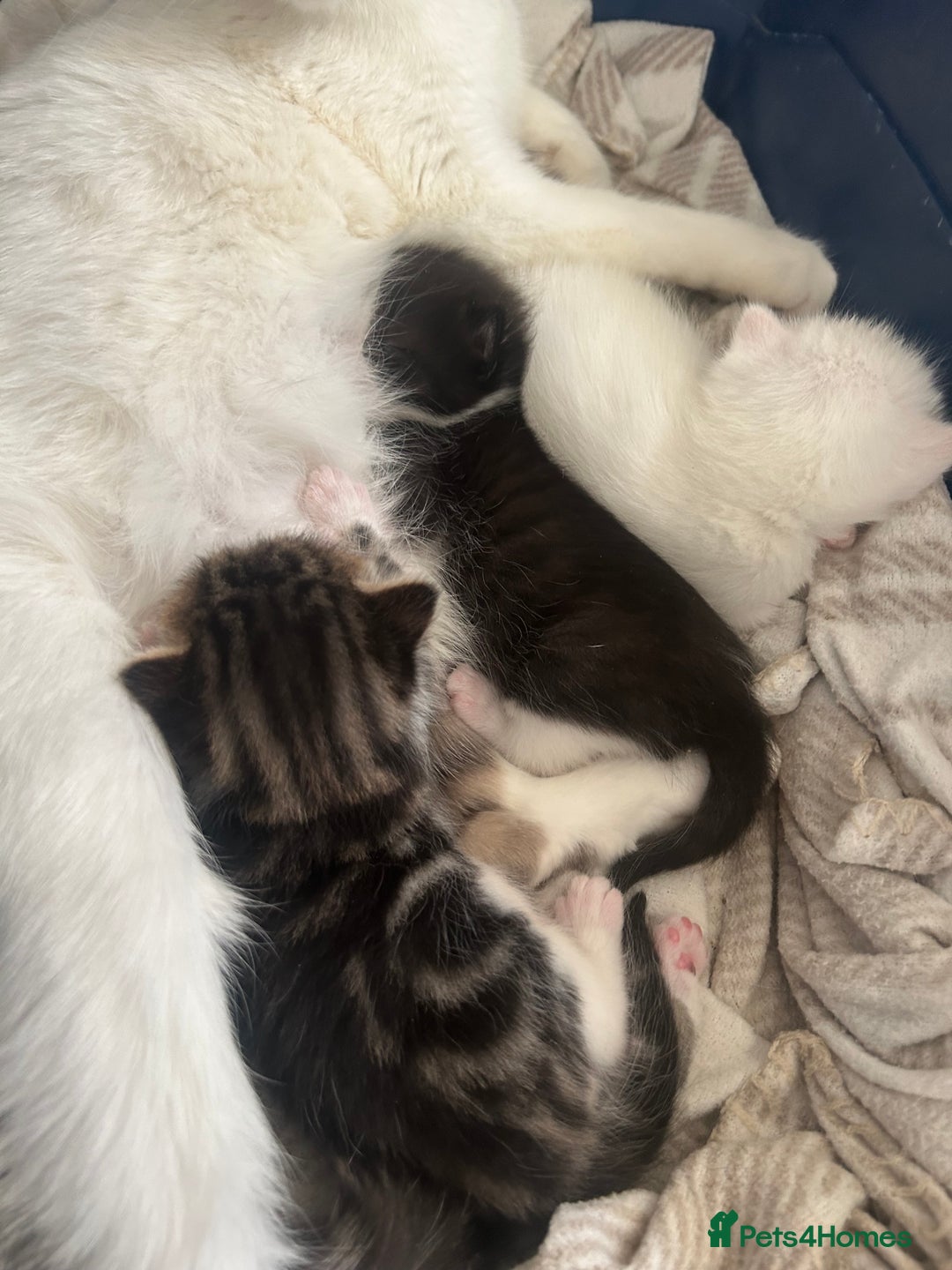 Mixed Breed cats for sale: Kittens  - Advert 6