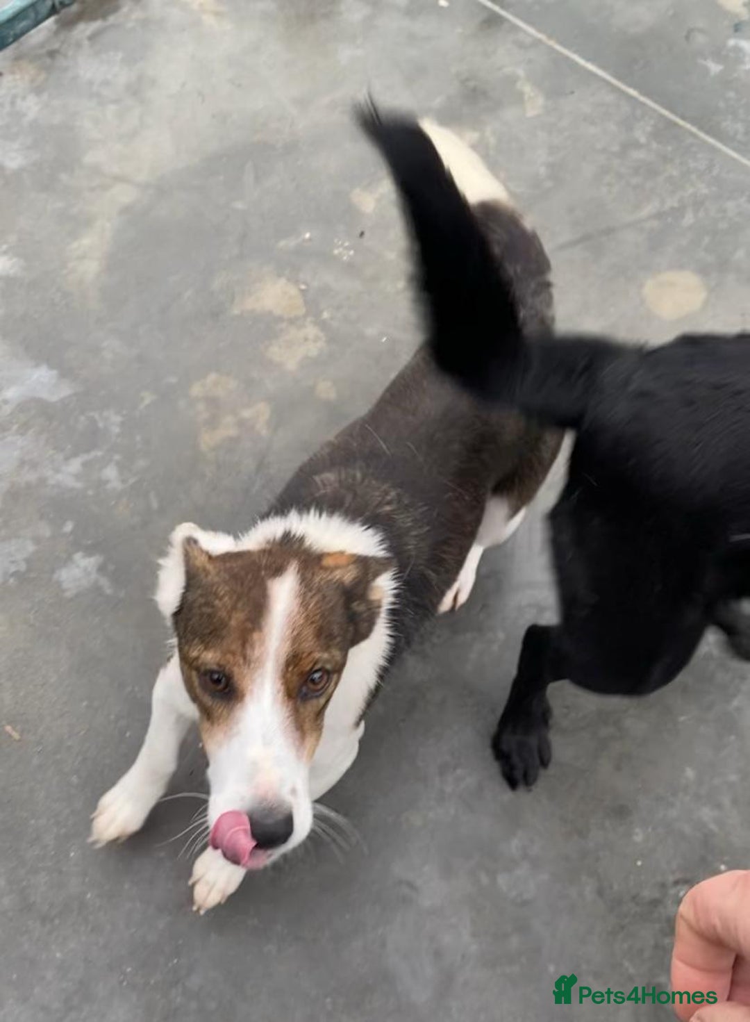 Mixed Breed dogs for adoption: Dorrie, 5 years approx. Available for adoption. - Advert 8