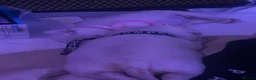 Pug dogs for sale: BEAUTIFUL WHITE PUG PUPS - Advert 4