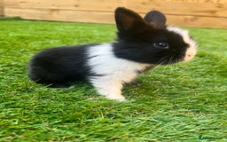 Lionhead rabbits for sale: Lion head rabbits for sale - Image 3