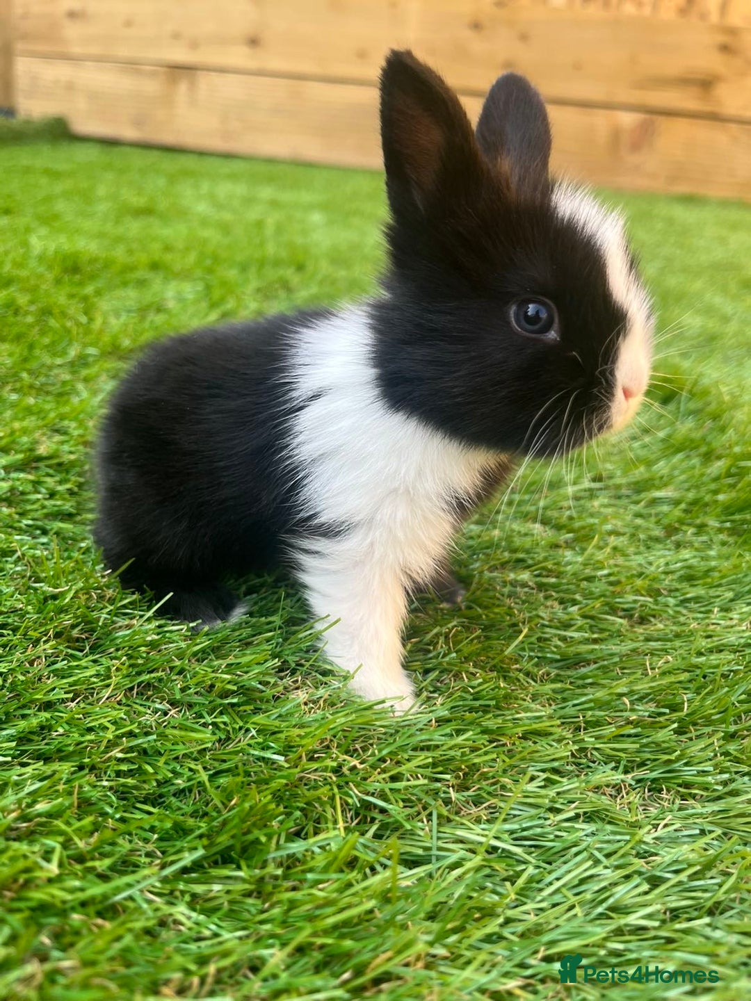 Lionhead rabbits for sale: Lion head rabbits for sale - Image 3