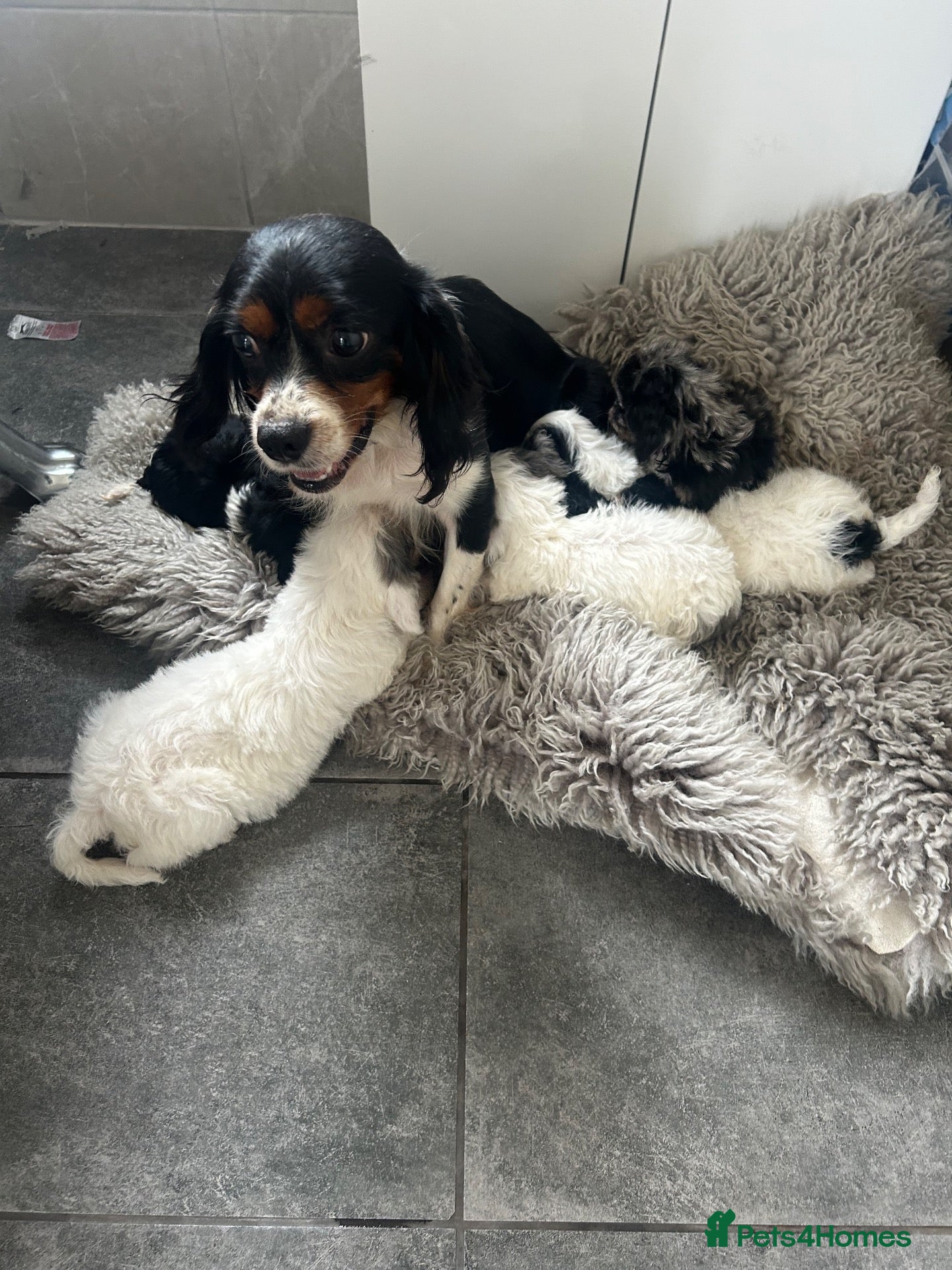 Cavapoo dogs Health tested Cavapoo pups  - Advert 7