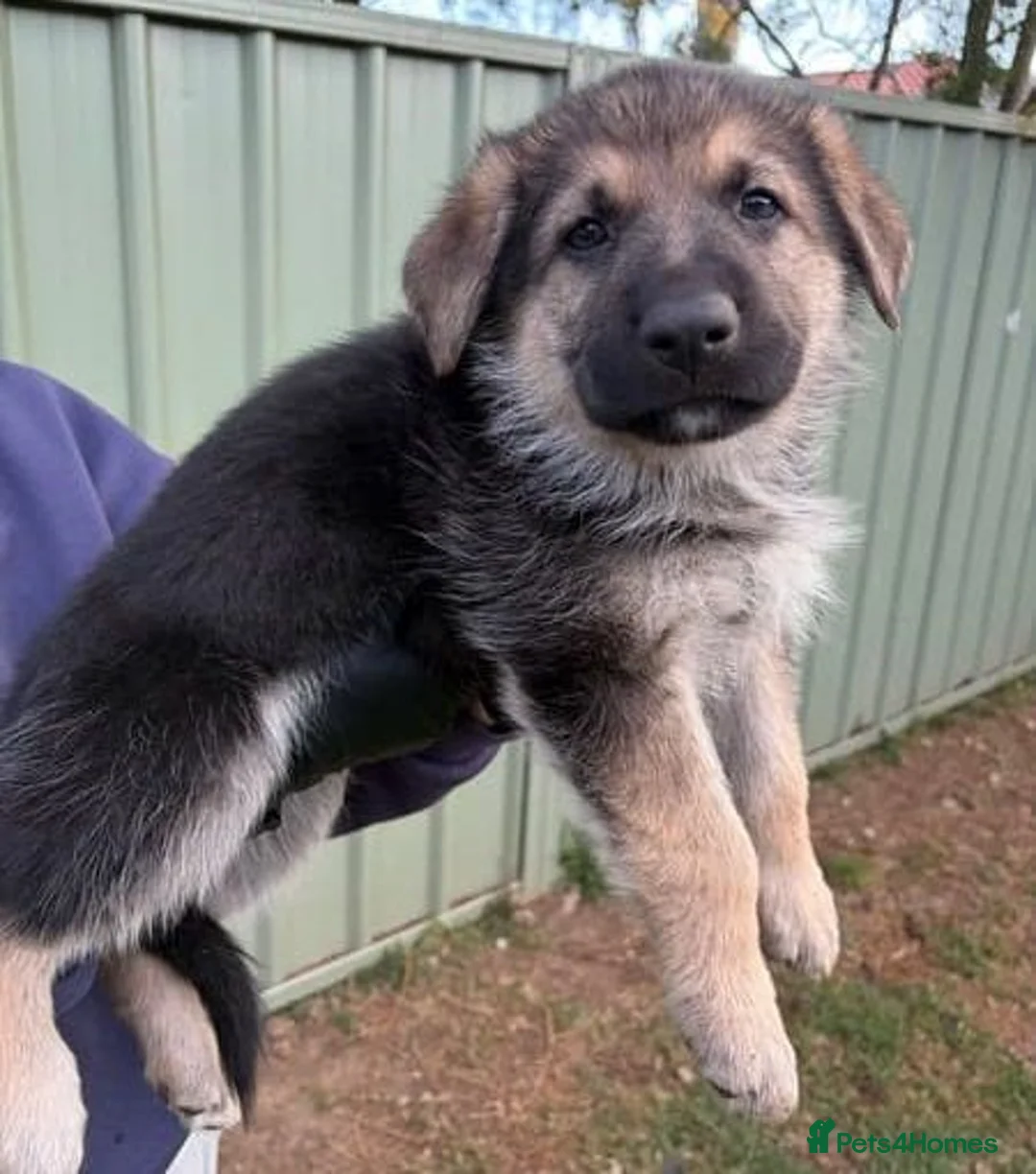 German Shepherd dogs for sale: German Shepherd pups available - Advert 1