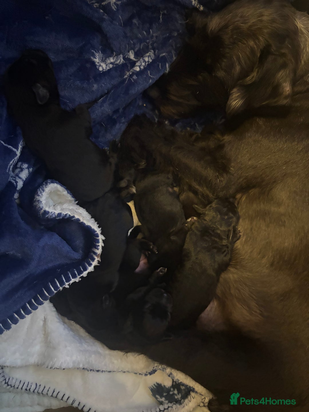 Patterdale Terrier dogs for sale: Patterdale Terrier Puppies  - Advert 4