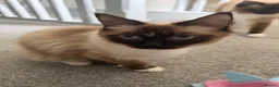 Ragdoll cats for sale: 1 year old ragdoll siblings  in Runcorn - Advert 5