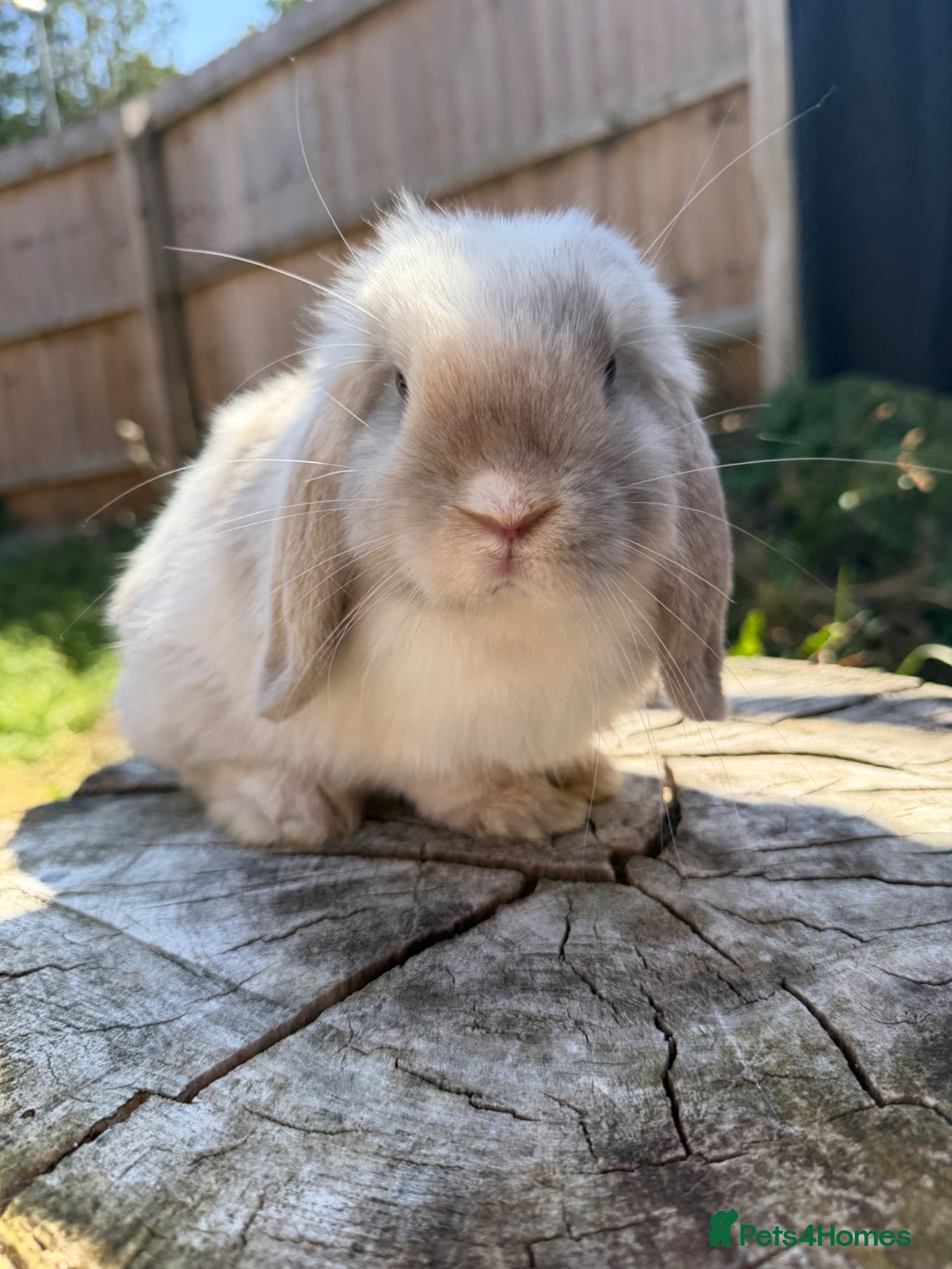 Mini Lop rabbits Mini lops available  - Advert 2
