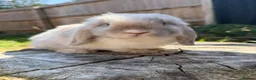 Mini Lop rabbits for sale: Mini lops available  in Ferndown - Advert 2