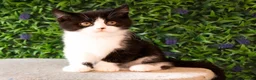 British Shorthair cats for sale: STUNNING BSH KITTENS! in Derby - Advert 6