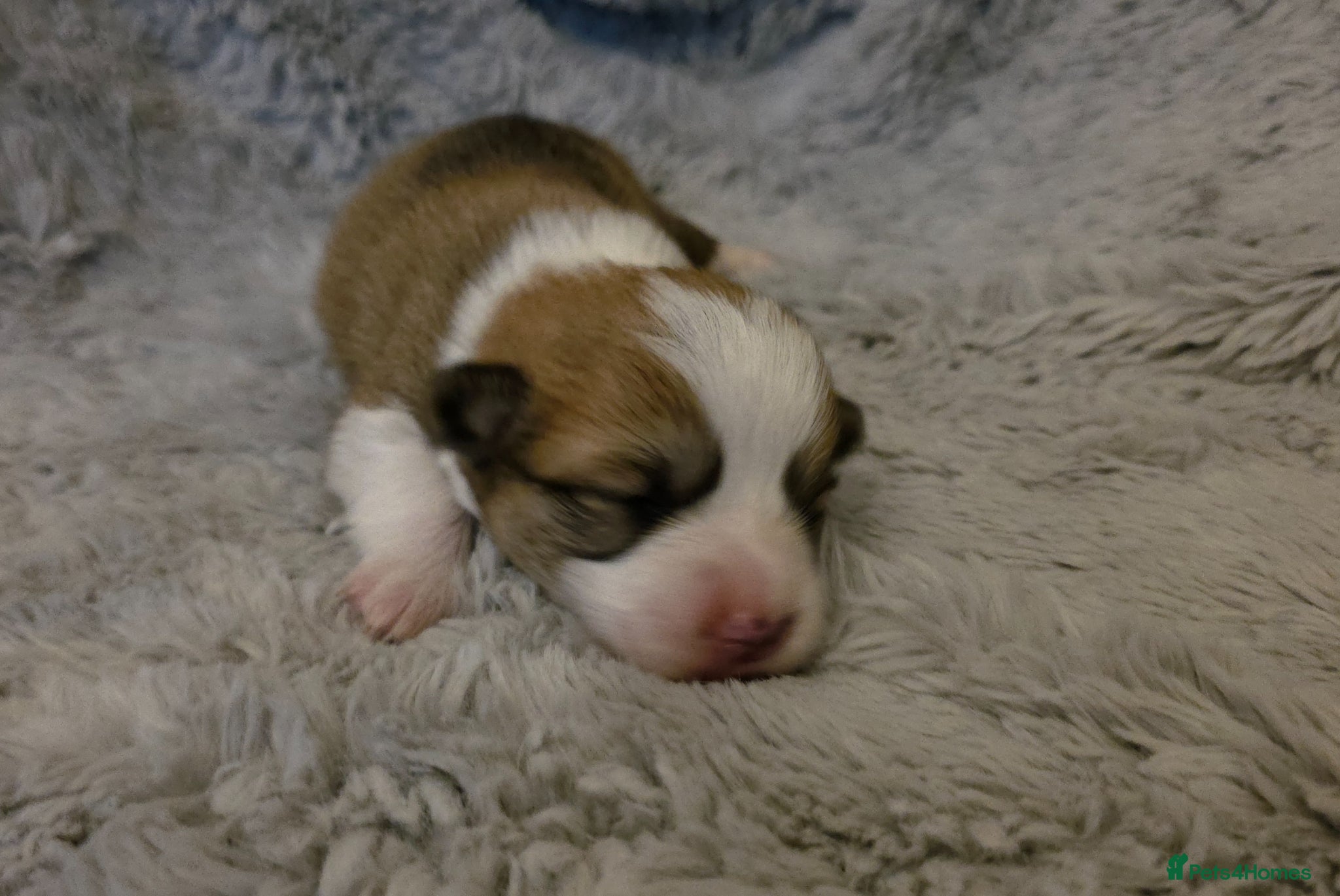 Welsh Corgi Pembroke dogs Corgi Puppies for Loving Homes – 1 Male, 2 Females - Advert 7