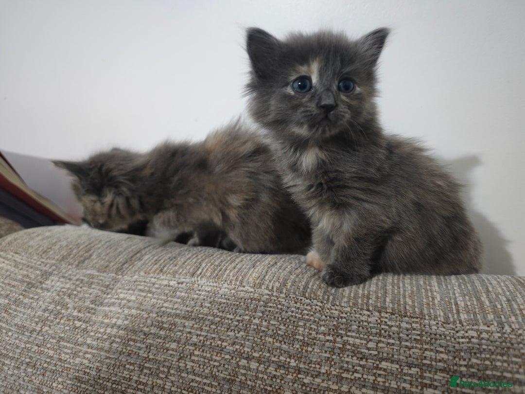 Nebelung cats for sale: Kittens  - Image 5